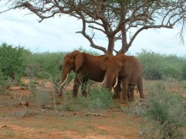gal/Honeymoon/Tsavo East/_thb_DSCF0080.JPG